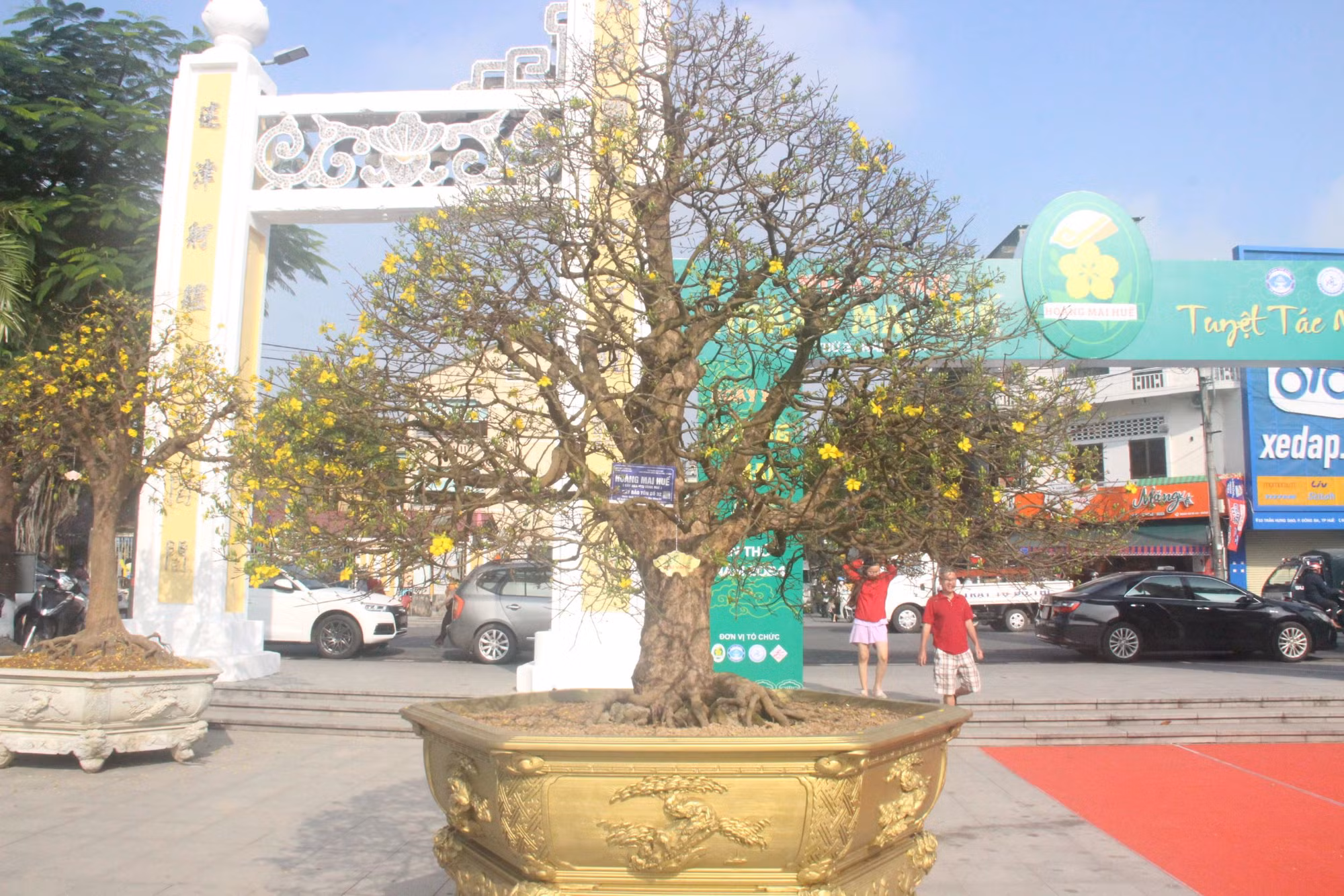 Chiêm ngưỡng tuyệt phẩm Hoàng mai của nghệ nhân xứ Huế -0