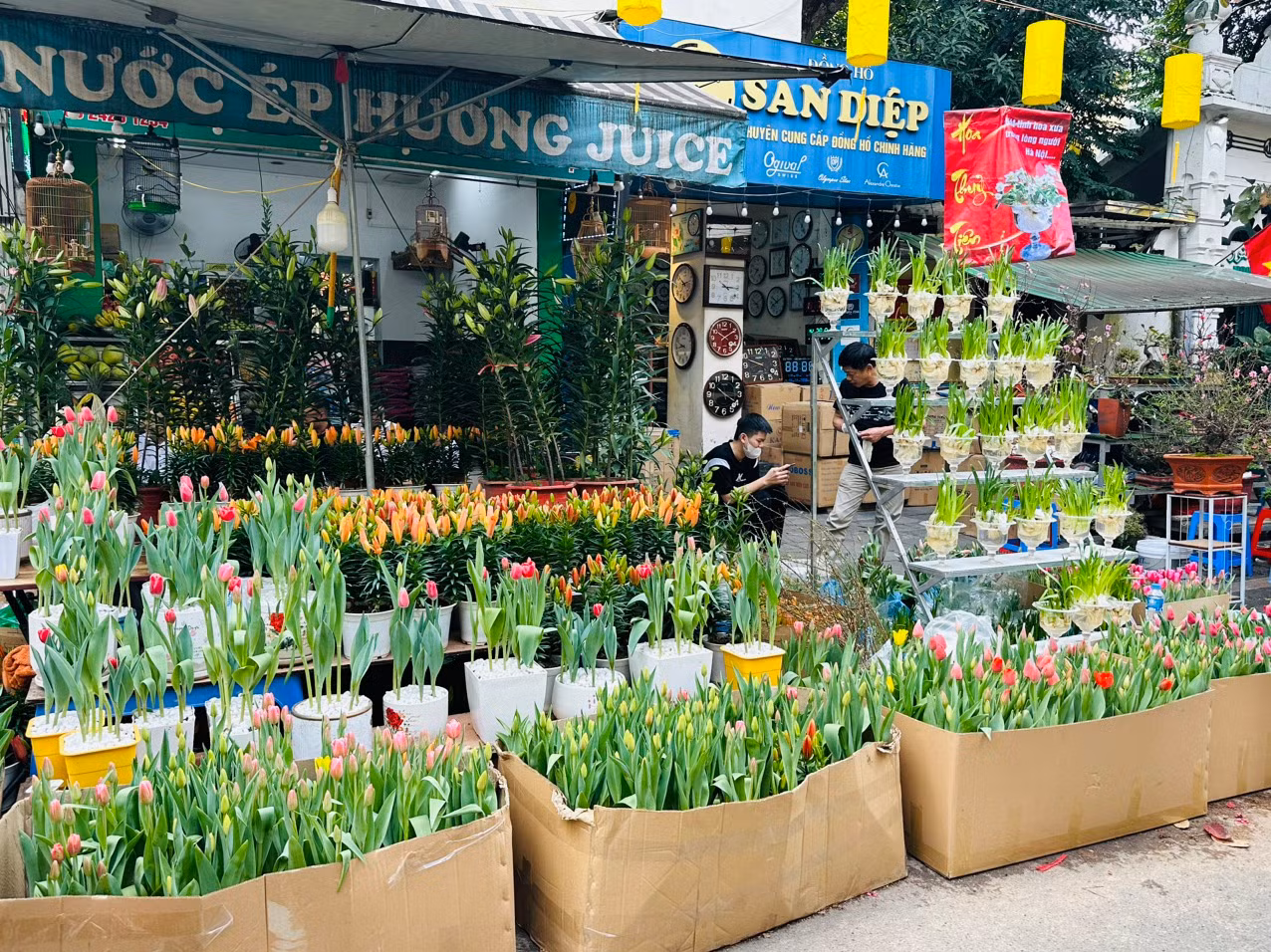 Chợ hoa Hàng Lược rực rỡ sắc màu cuối năm -0