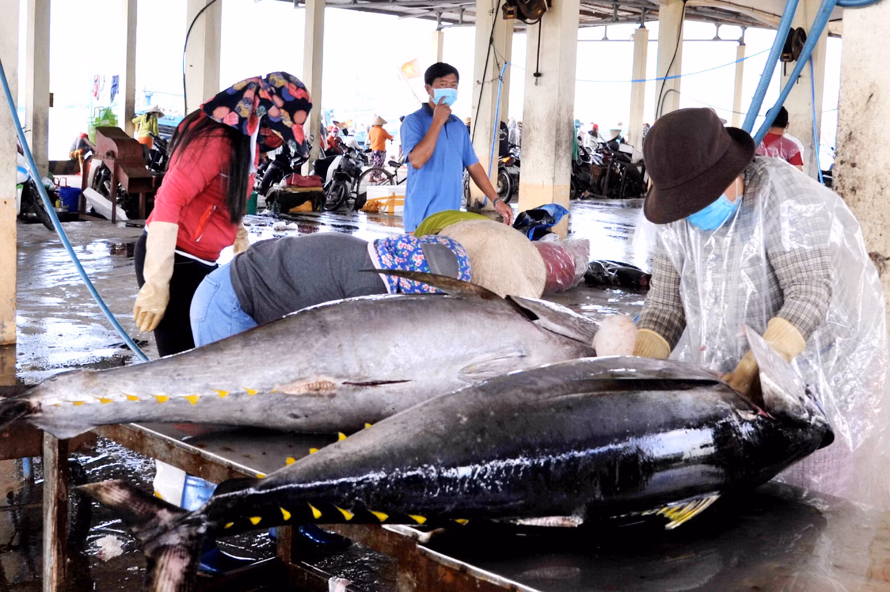  Hàng trăm ngư dân Phú Yên vươn khơi bám biển xuyên Tết Nguyên đán -0