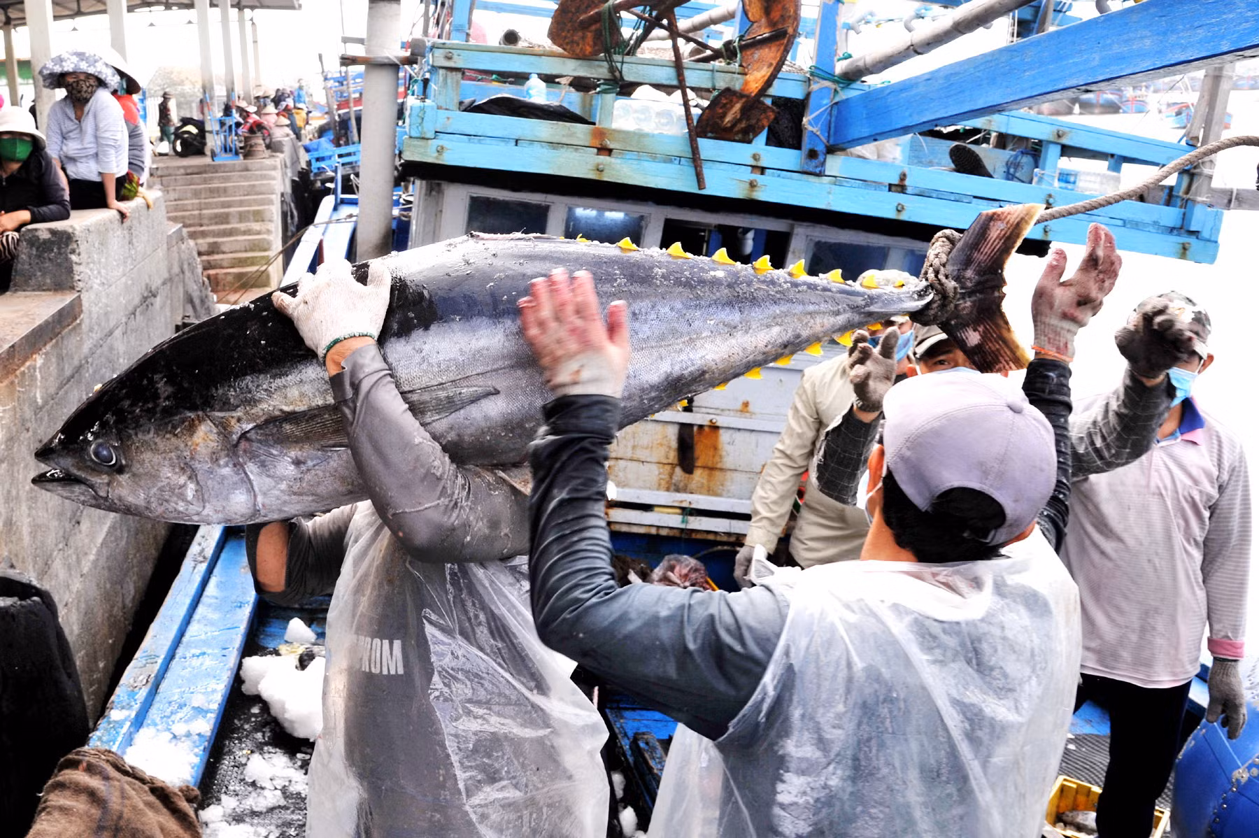  Hàng trăm ngư dân Phú Yên vươn khơi bám biển xuyên Tết Nguyên đán -1