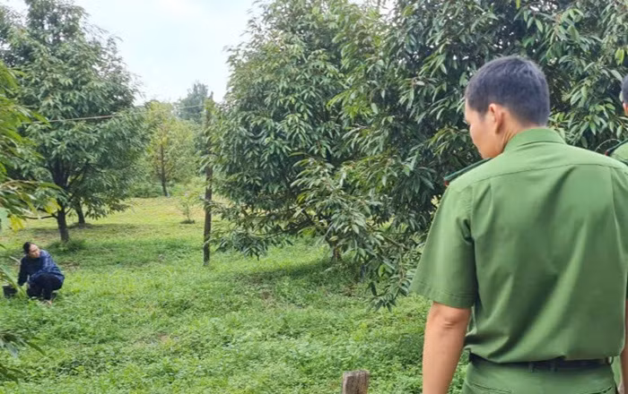 Chủ vườn bàng hoàng vì sầu riêng bị đẽo gốc -0
