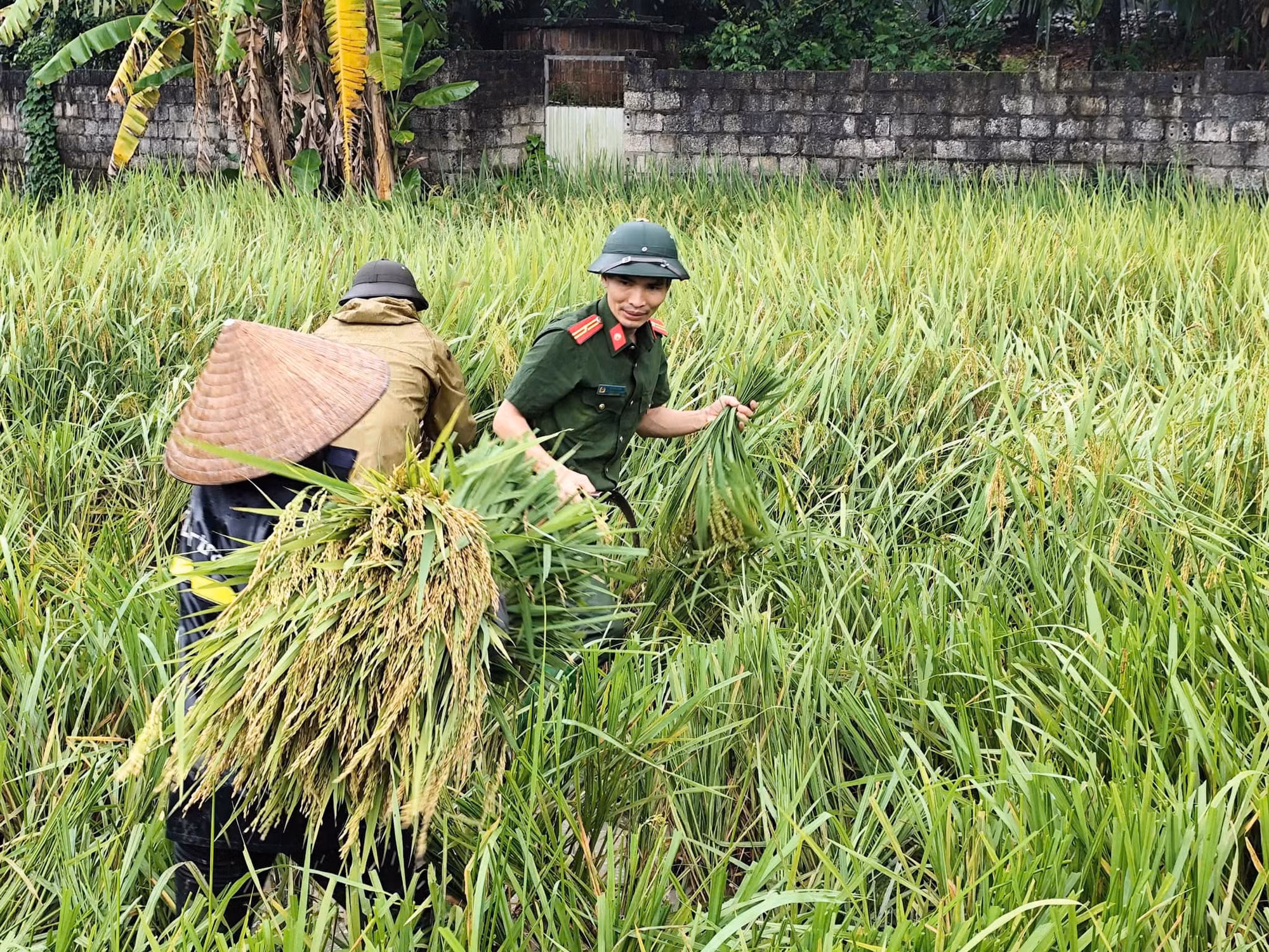 Công an tỉnh Vĩnh Phúc hỗ trợ người dân gặt lúa, vận động người dân đến nơi tránh bão an toàn -0