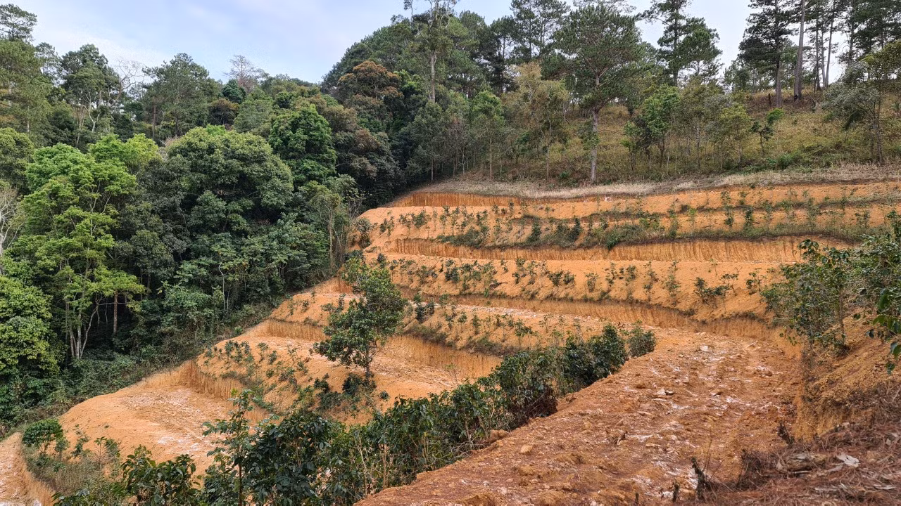 Thanh tra toàn diện diện tích đất nông, lâm trường bàn giao về địa phương -0