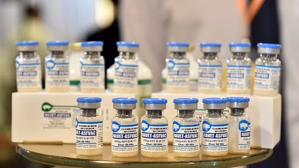 Vì sao lợn chết hàng loạt sau tiêm vaccine dịch tả lợn châu Phi