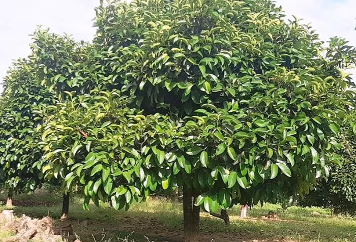 Kỳ lạ, thương lái mua lá măng cụt -0