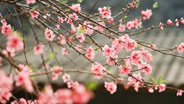 Nhạc sĩ Văn Cao với nhạc sĩ Trần Tiến