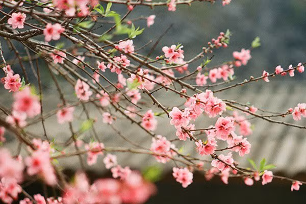 Nhạc sĩ Văn Cao với nhạc sĩ Trần Tiến -0