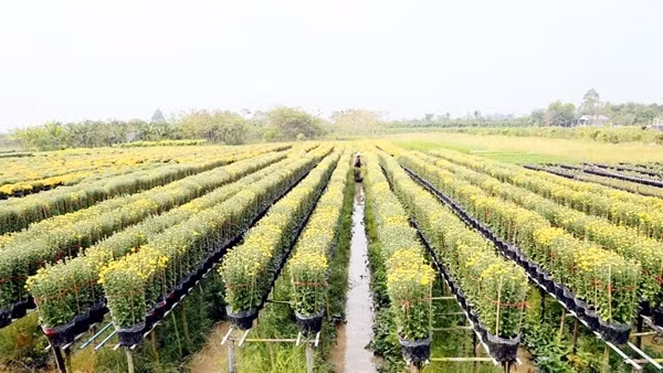 Thay “áo mới” cho những làng hoa kiểng miệt châu thổ Cửu Long