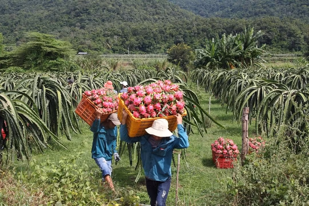 Lại nỗi buồn “giải cứu” nông sản -0