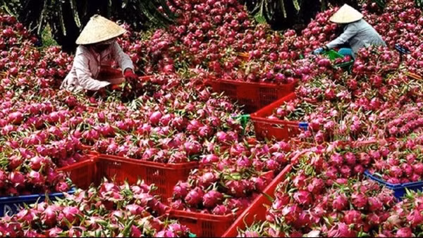 Tháo gỡ khó khăn, thúc đẩy tiêu thụ thanh long ở thị trường nội địa