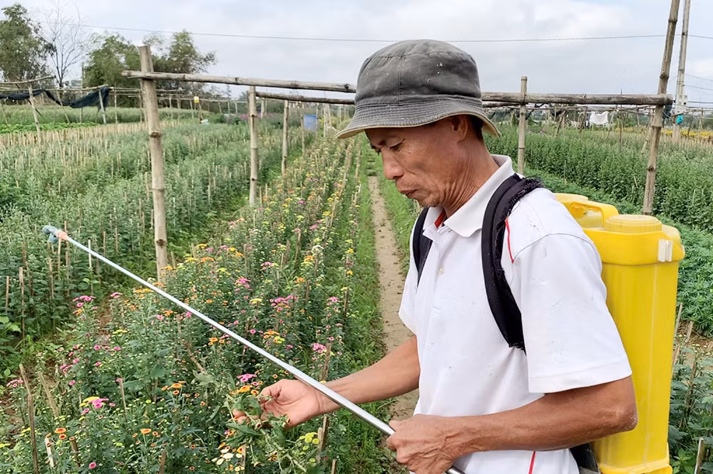 Nhiều làng hoa thấp thỏm trước Tết -0