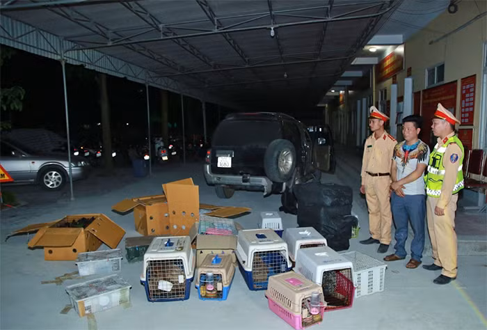 Bắt vụ vận chuyển trái phép động vật hoang dã số lượng lớn -0