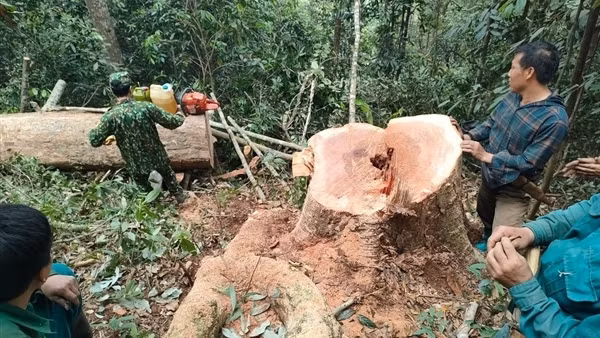 Bắt quả tang 5 đối tượng khai thác gỗ trái phép ở Thanh Hoá