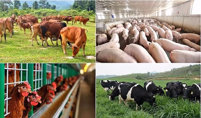 Nhiều giải pháp hạn chế ô nhiễm môi trường trong chăn nuôi -0