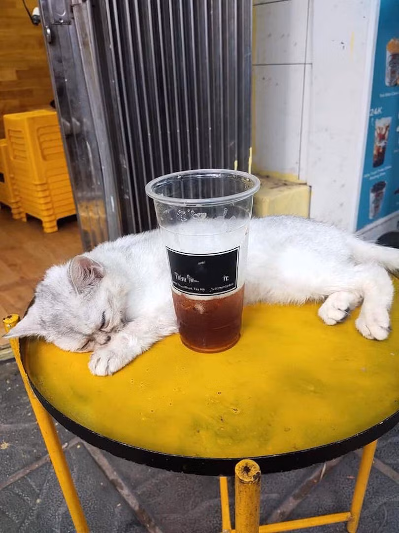 Từ chuyện thú cưng... -1
