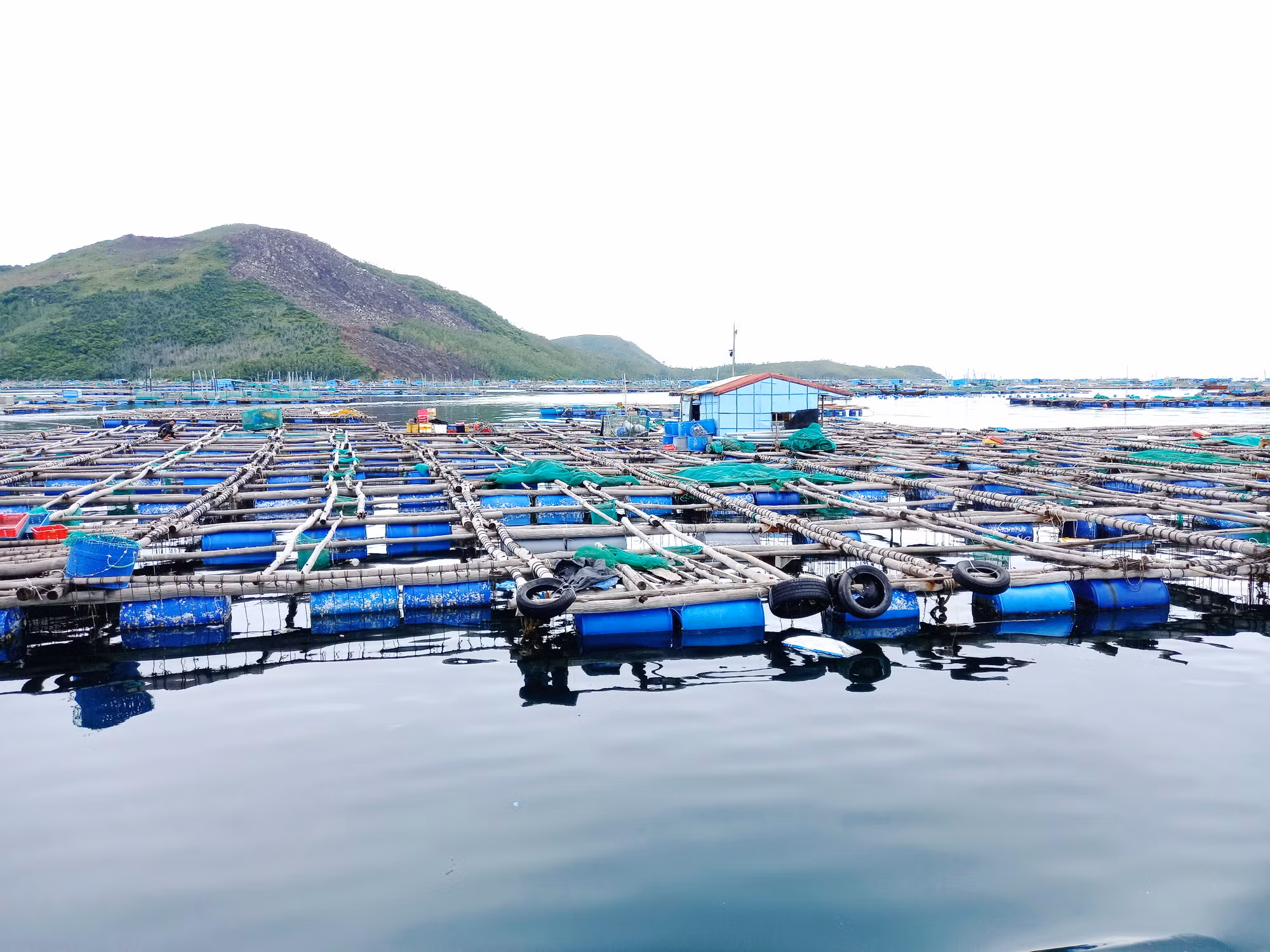 Tôm hùm thả nuôi trong lồng bè ở vịnh Vân Phong chết hàng loạt -0