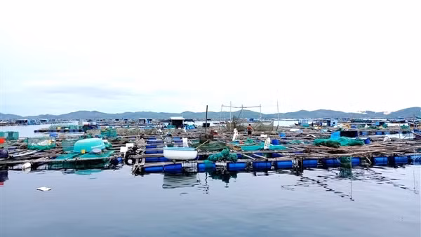 Tìm nguyên nhân khiến tôm hùm nuôi ở vịnh Vân Phong chết hàng loạt