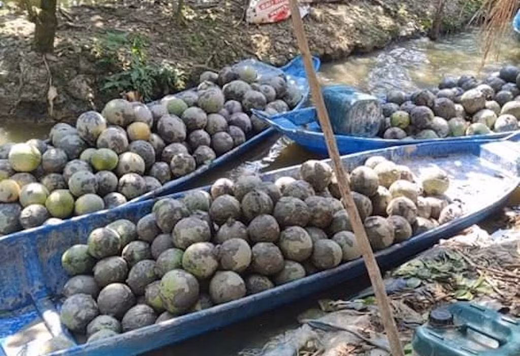so luong buoi hu bi nhan chim duoi ao (1).jpeg -0