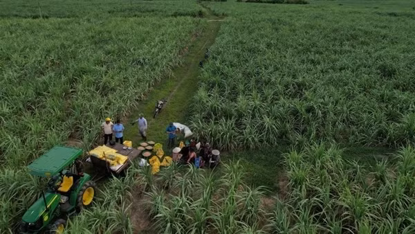 NPK Phú Mỹ gắn kết "Đất màu mỡ - Mía ngọt ngào”