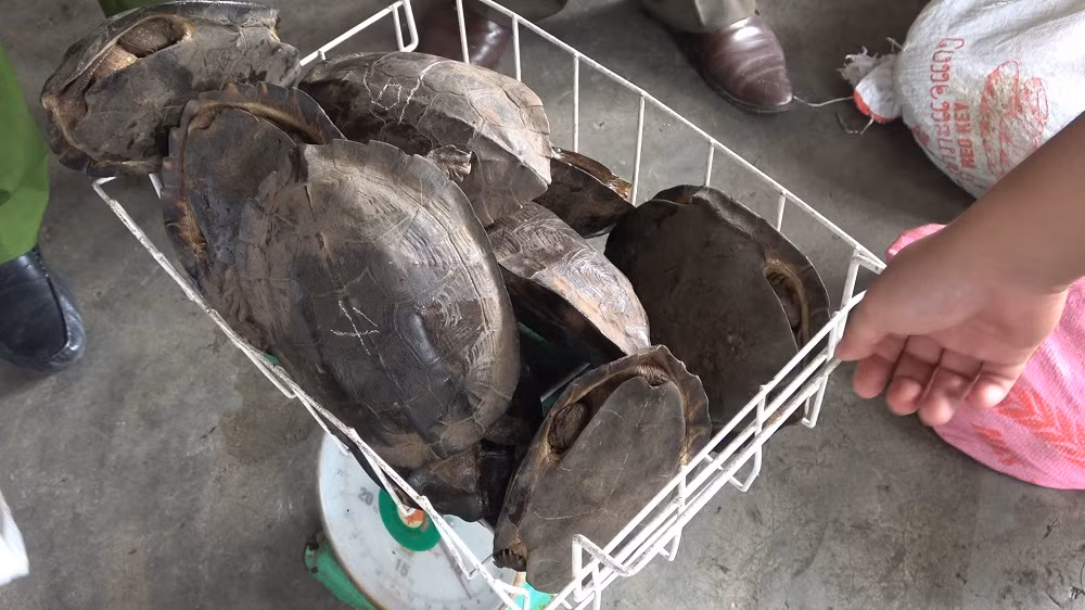 1 quán ăn tàng trữ 12 cá thể động vật hoang dã -0