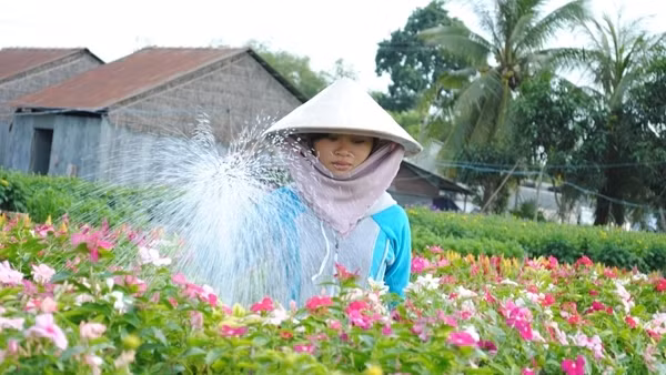 Nông dân Sa Đéc cung ứng khoảng 2 triệu giỏ hoa Tết