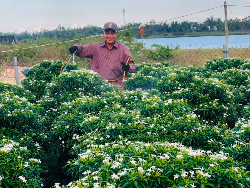 Vực dậy sau trận mưa ngập lịch sử, nhà vườn Đà Nẵng tất bật chuẩn bị hoa Tết -0