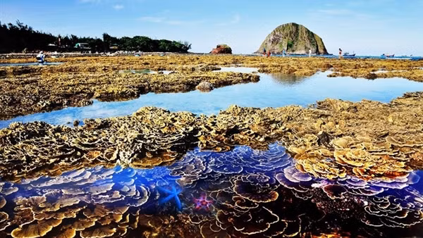Một mô hình điểm bảo tồn quần thể rạn san hô ở miền Trung