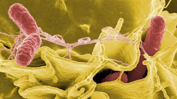Vi khuẩn Salmonella là nguyên nhân gây ngộ độc cho hàng trăm học sinh ở Nha Trang