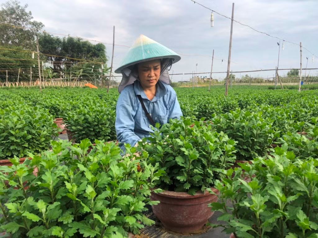Vực dậy sau trận mưa ngập lịch sử, nhà vườn Đà Nẵng tất bật chuẩn bị hoa Tết -1