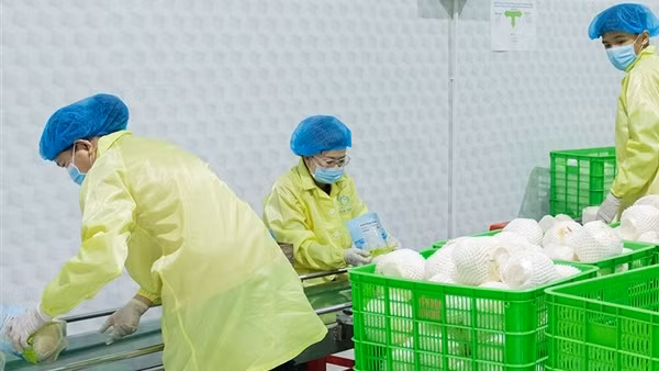 Triển vọng xuất khẩu rau quả Việt Nam sang Mỹ