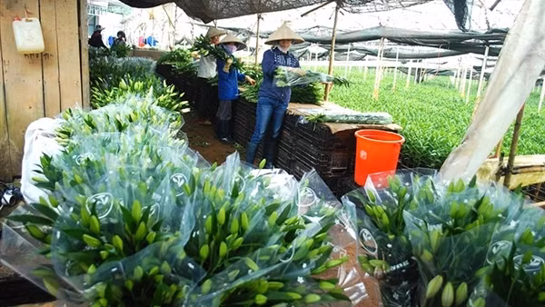 Ngành hoa Đà Lạt bứt phá mạnh mẽ