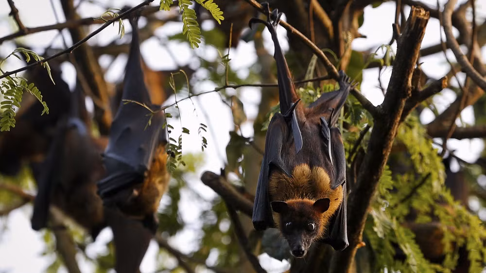 Nipah và mối họa từ động vật hoang dã -0