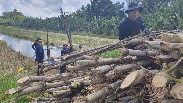 Nông dân lo lắng vì giá mía giảm mạnh