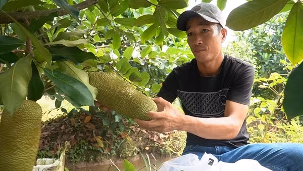 Trái cây do nông dân lai tạo hút hàng