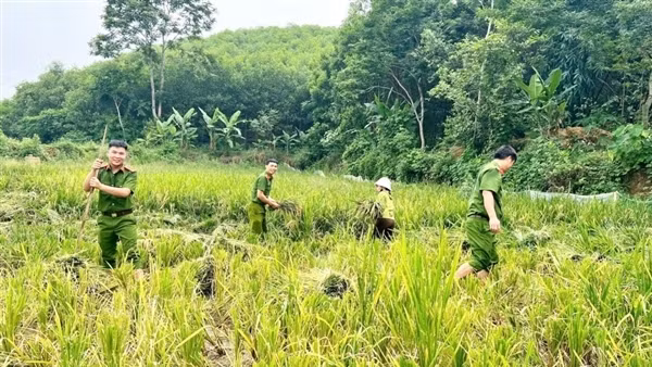 Công an xã giúp người dân thu hoạch lúa, đối phó với mưa lũ