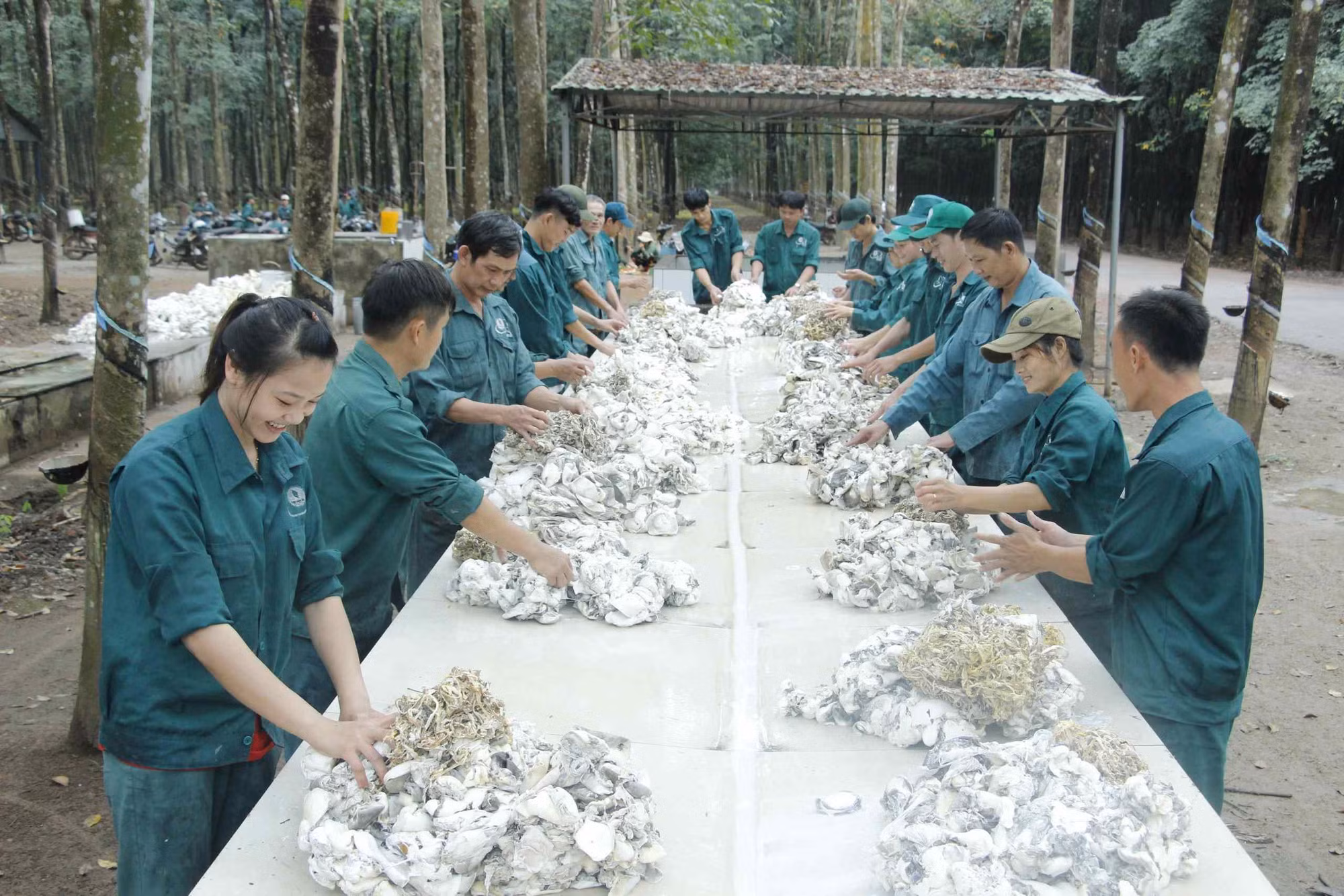 Bình Phước: Giá mủ cao su tăng mạnh, nông dân vui mừng -0