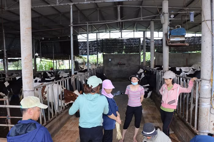 Người chăn nuôi lo lắng vì bò điều trị giảm bệnh được vài ngày lại tái phát, chuyển nặng.