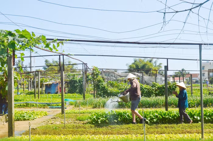 Đón tết ở làng rau Trà Quế -0