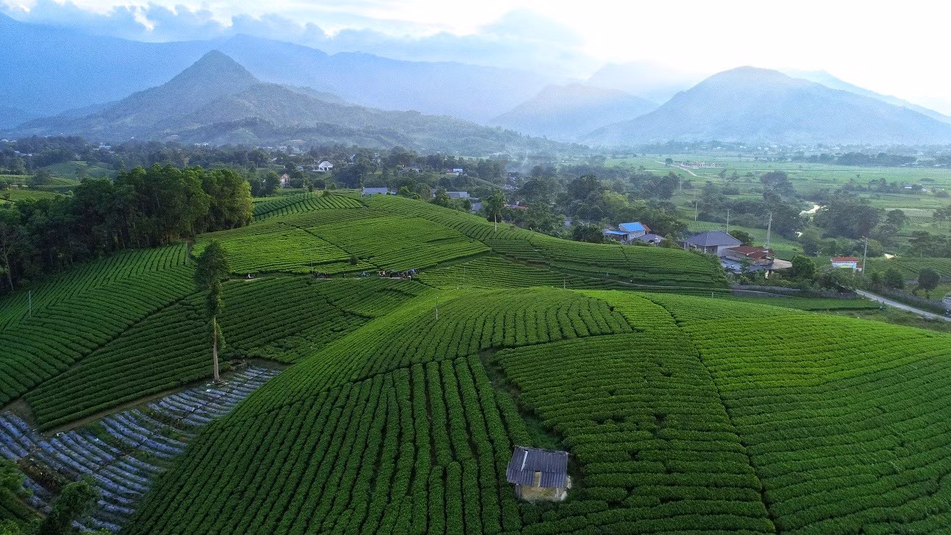 Từ đồi chè Thái Nguyên đến sản phẩm Trà Xanh Không Độ: Chế biến sâu giúp tăng giá trị cây chè -0