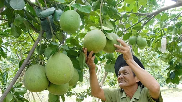 Triển vọng xuất khẩu bưởi