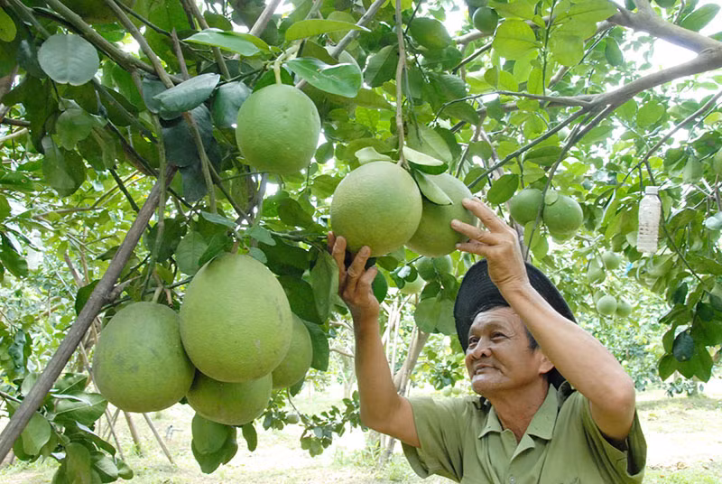 xuat-khau-buoi.jpg -0