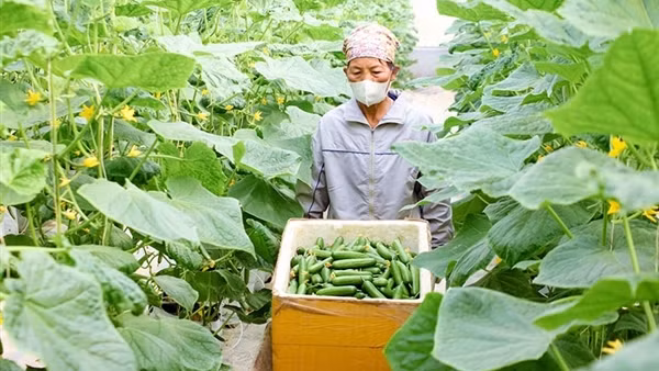 Đẩy mạnh liên kết vùng trong tiêu thụ nông sản