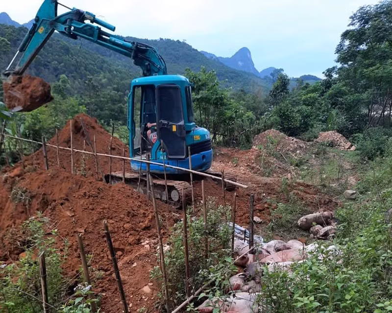 Không để dịch tả lợn châu Phi lan rộng trên địa bàn -0
