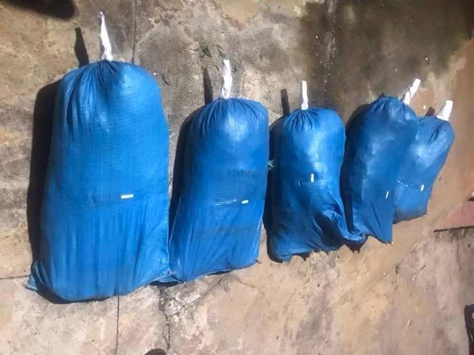 3 anh em ruột rủ nhau mua bán, trồng cần sa trái phép -0