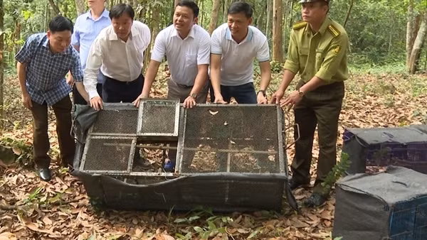 Cán bộ trại giam phát hiện cá thể động vật quý hiếm giao cho hạt kiểm lâm ảnh 3