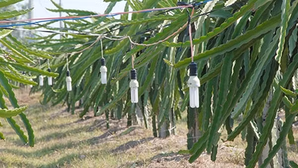 Cắt trộm dây điện tại các vườn thanh long đem bán ve chai