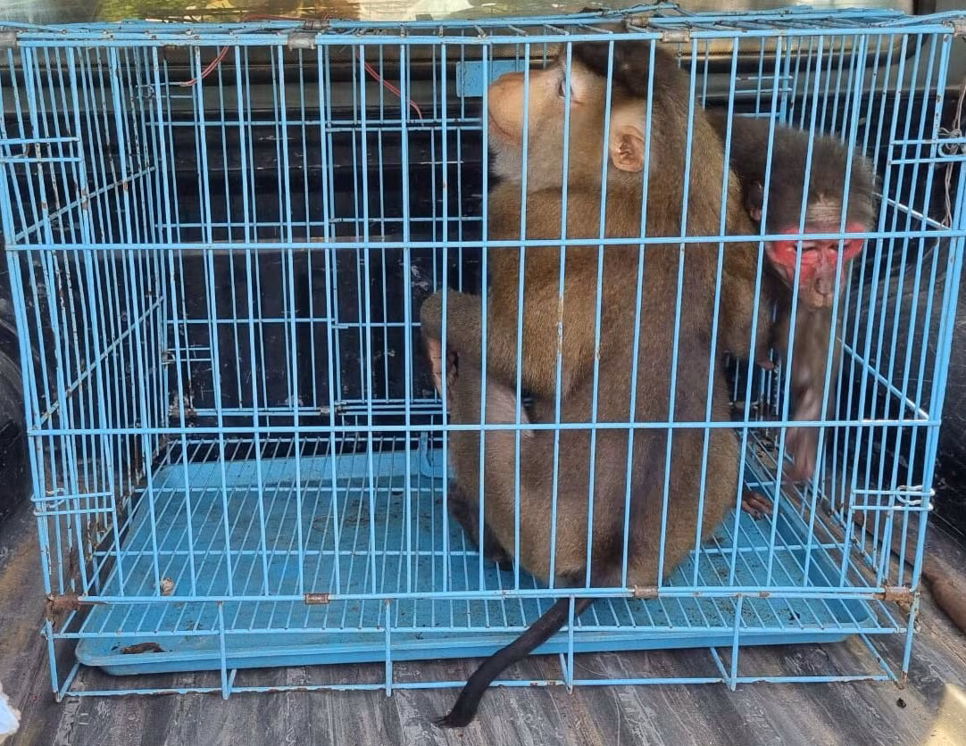 Qua đường dây nóng, cứu hộ kịp thời 2 cá thể khỉ quý hiếm -0