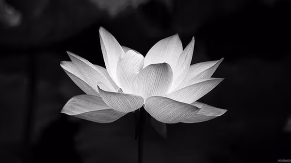 Trung tướng Trần Linh từ trần