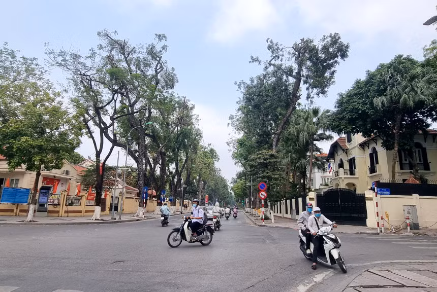 Xót xa những hàng cây bị cắt tỉa trơ trụi giữa phố -0