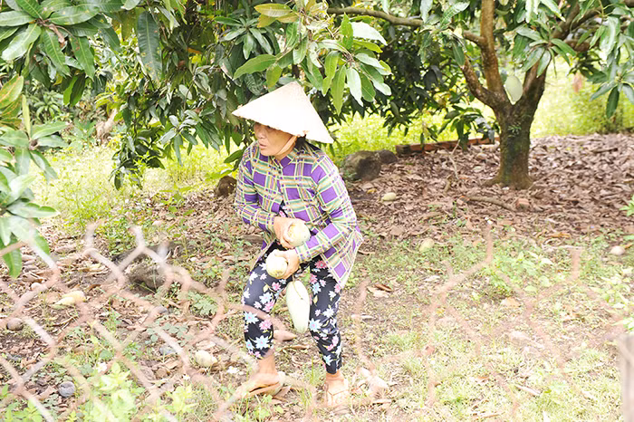 Nông dân lao đao vì bán cân xoài không mua nổi cốc trà đá -0